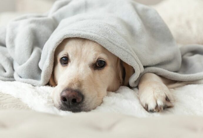 pets no inverno