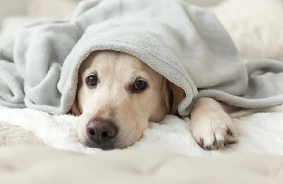pets no inverno 