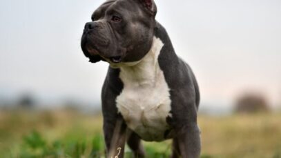 Design sem nome (97) American Bully