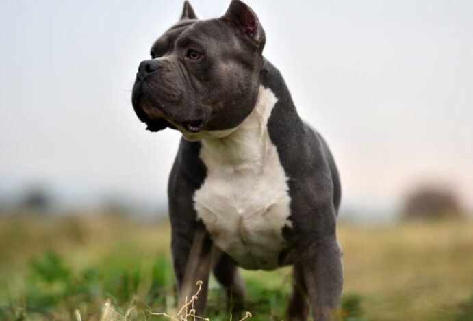 American Bully