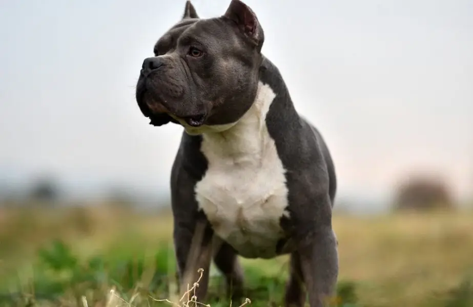 American Bully