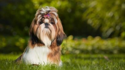 Design sem nome (98) Shih Tzu