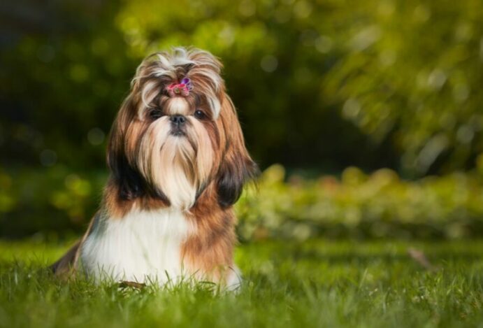 Shih Tzu