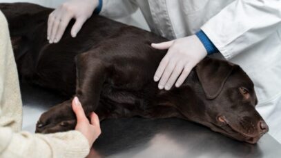 IDEXX-Brasil-comemora-10-anos-como-lider-em-diagnosticos-para-caes-e-gatos-e-leva-especialistas-a-Pet-Vet-FOTO-DIVULGACAO IDEXX