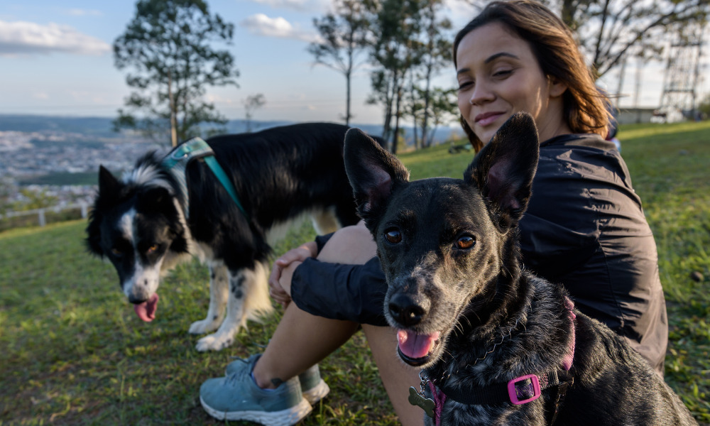 Lares com pets