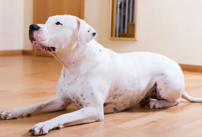 Dogo Argentino