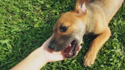 image Leishmaniose visceral tem 200 cães infectados para cada pessoa afetada