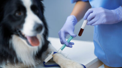 Female vet taking blood sample and examining a dog in clinic sangue