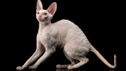 Gato cornish rex