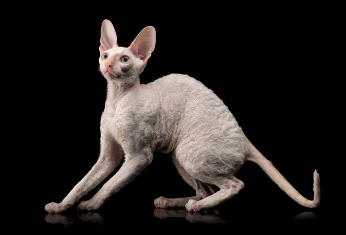 Gato cornish rex