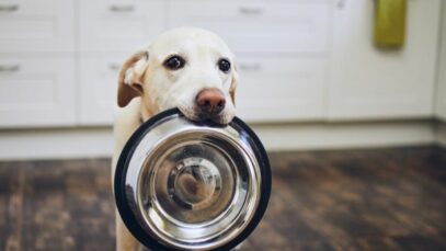 gastos por pets