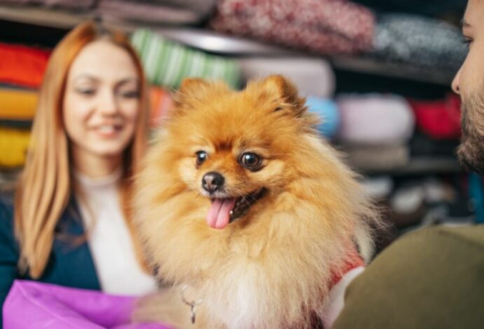 Venda de animais em pet shops tem disputa política em SP