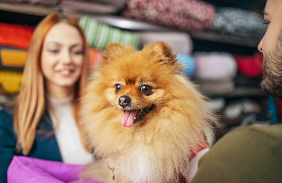 Venda de animais em pet shops tem disputa política em SP