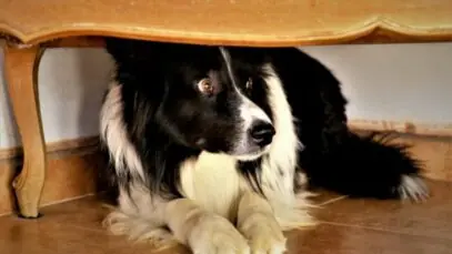 cachorro com medo de fogos