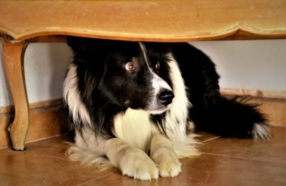 Design sem nome – 2023-09-01T122700.119 cachorro com medo de fogos