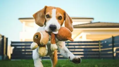 Beagle