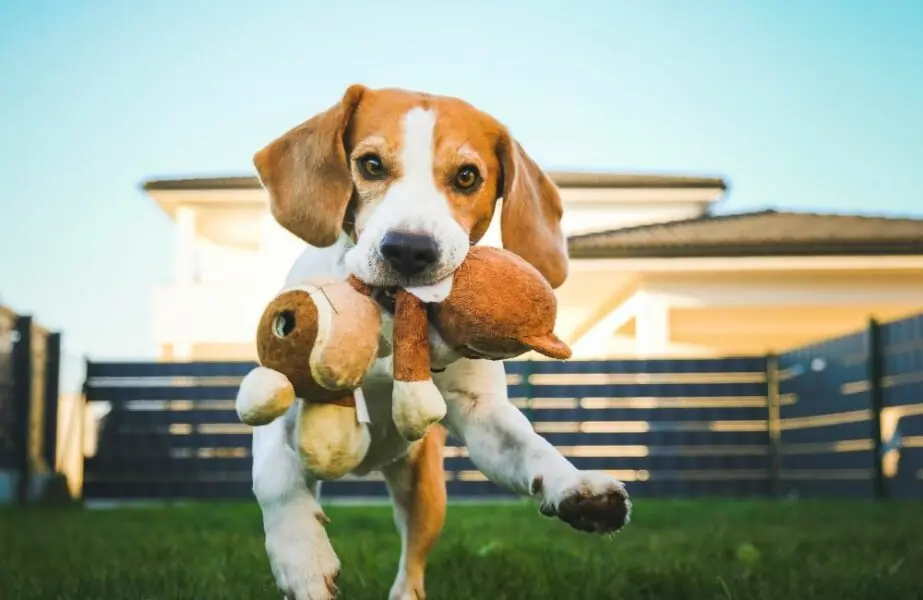 Design sem nome – 2023-09-01T123427.729 Beagle