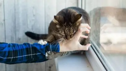 mordida de gato