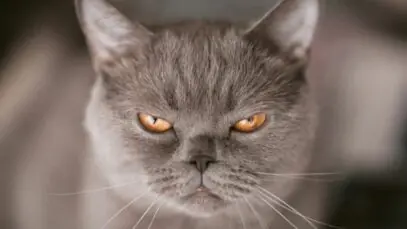 Gato nervoso