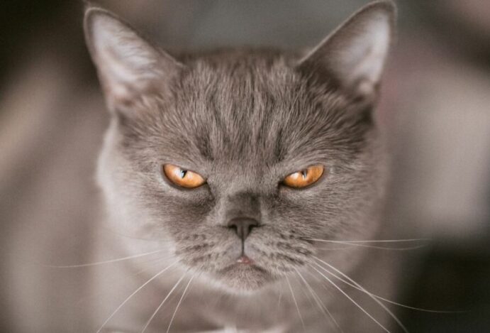 Gato nervoso