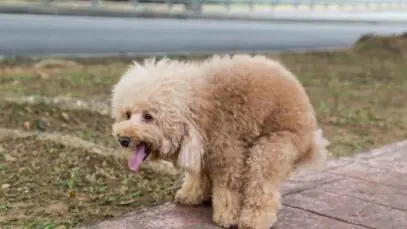 fezes do cão com muco