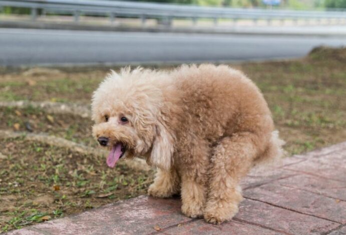 fezes do cão com muco