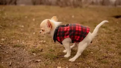 bumbum do cachorro