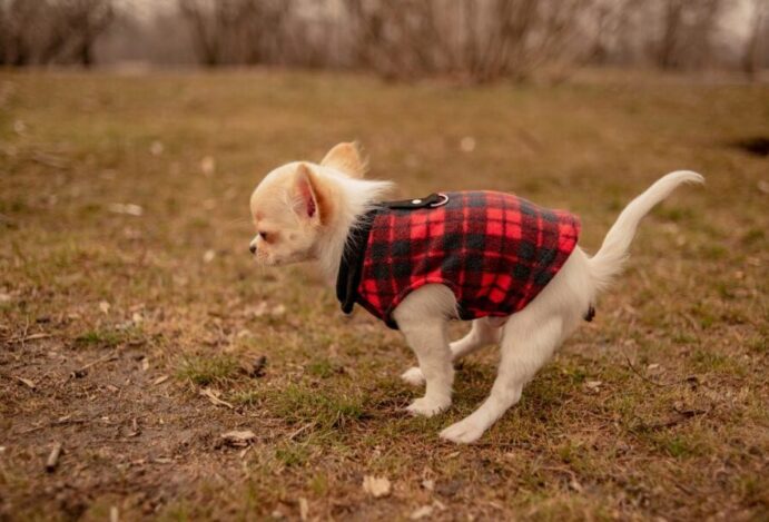 bumbum do cachorro