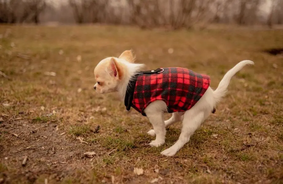 bumbum do cachorro 