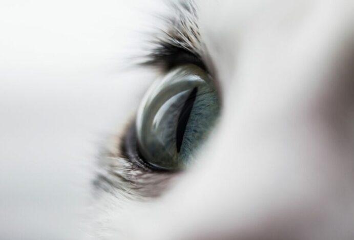 olho do gato