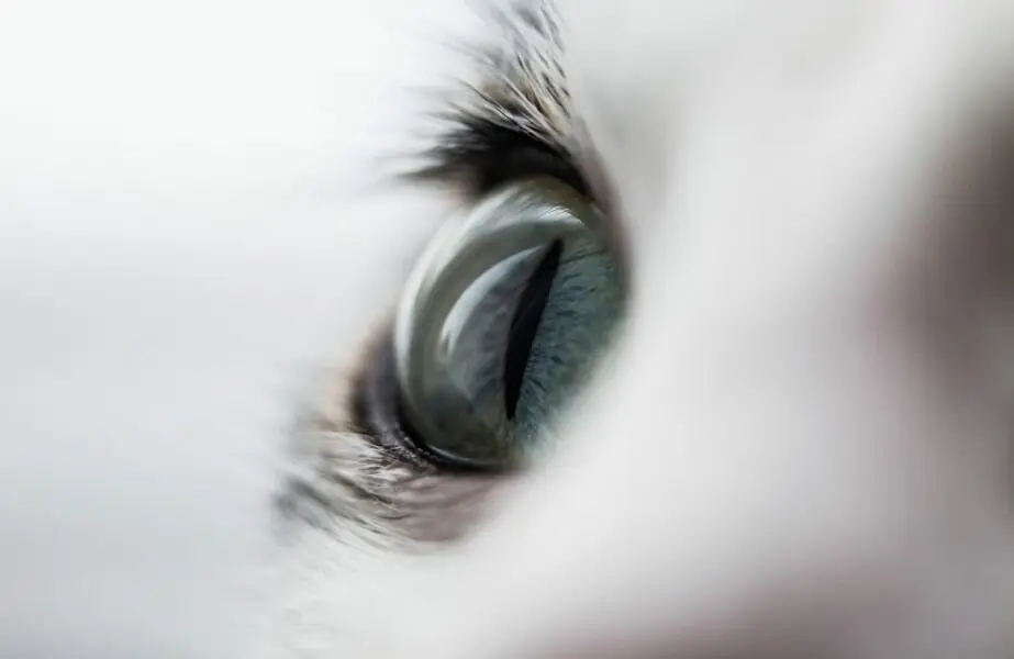olho do gato 