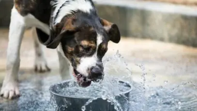 cão está bebendo muita água