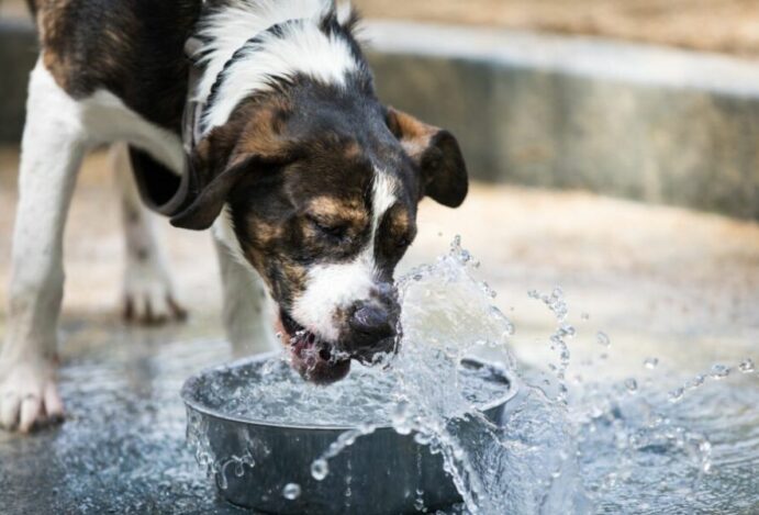 cão está bebendo muita água