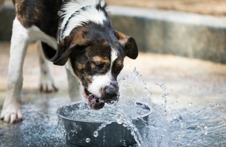 cão está bebendo muita água