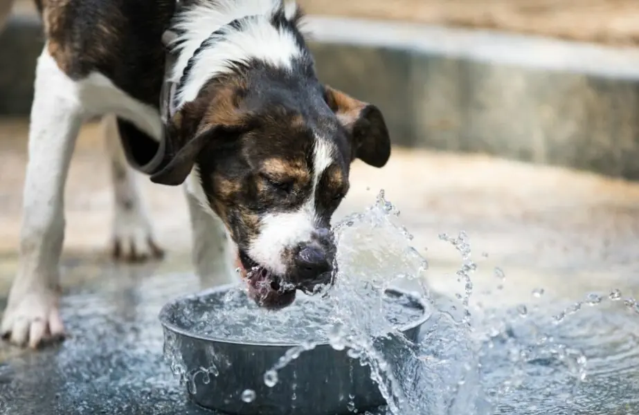 Design sem nome – 2023-09-05T124939.736 cão está bebendo muita água