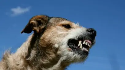 raiva canina