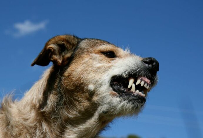 raiva canina