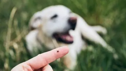 carrapatos em cães