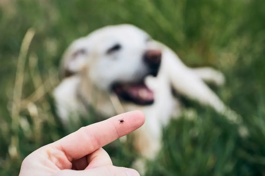 carrapatos em cães