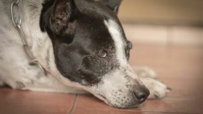 Design sem nome – 2023-09-06T123259.661 manchas escuras na pele do cachorro