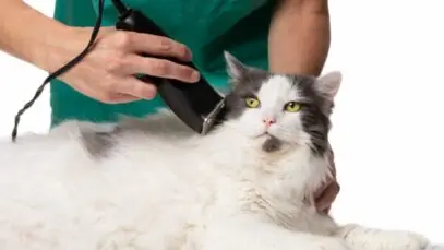 tosa em gatos