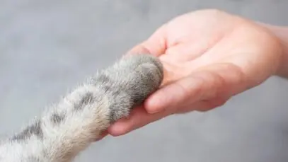Feira Pet Brasil