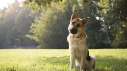curiosidades da alimentação dos cães