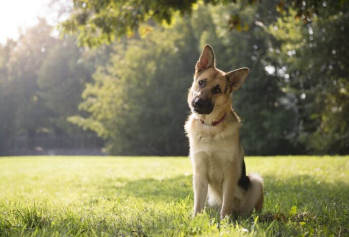 curiosidades da alimentação dos cães