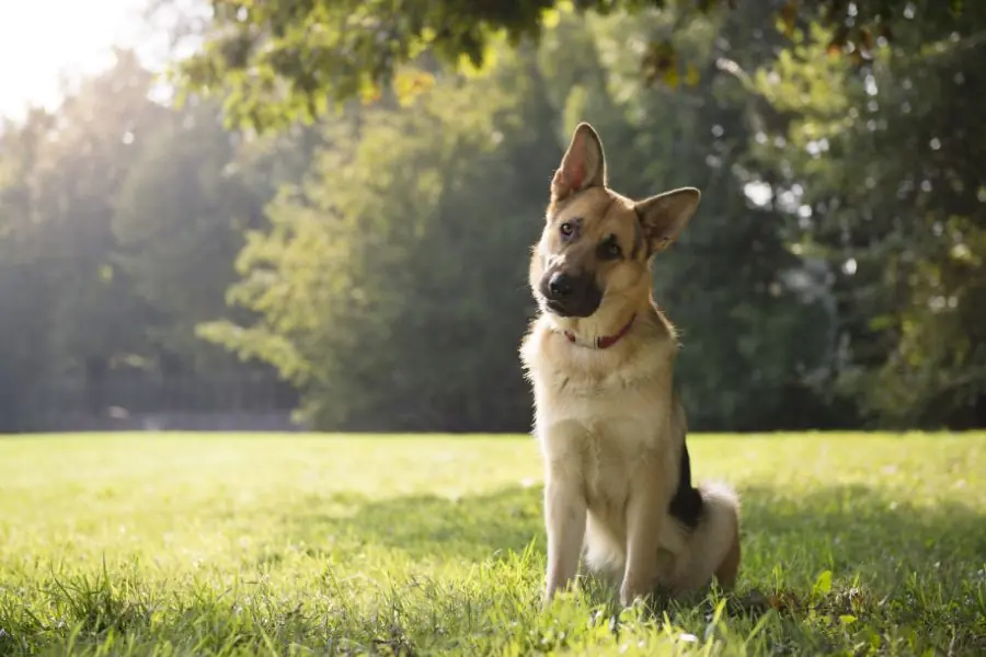 curiosidades da alimentação dos cães