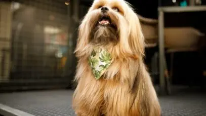 queda de pelo em cachorros