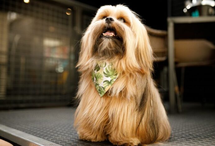 queda de pelo em cachorros