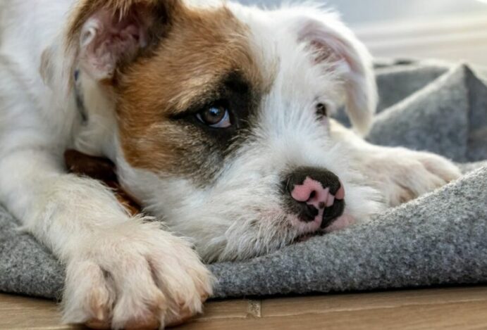 ansiedade do cachorro