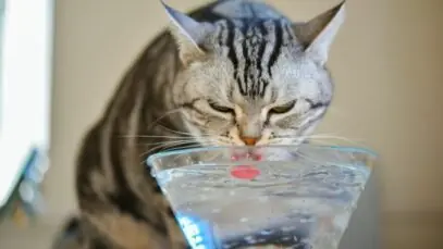 gato bebe muita água