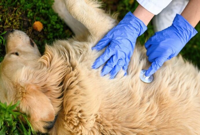 primeiros-socorros em pets